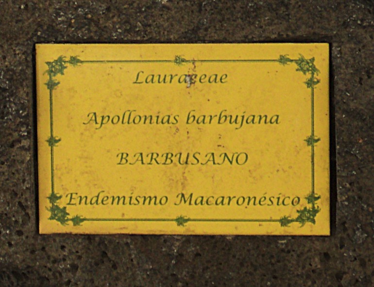 Тенерифе 2013. Парк Драконова дерева.