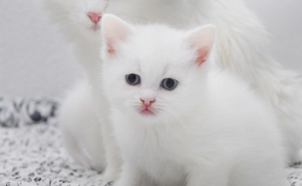 продаются котята турецкой ангоры
