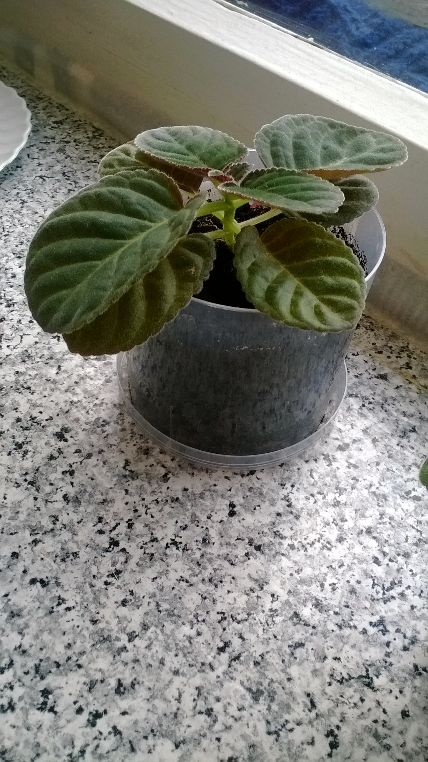 глоксинии из семян