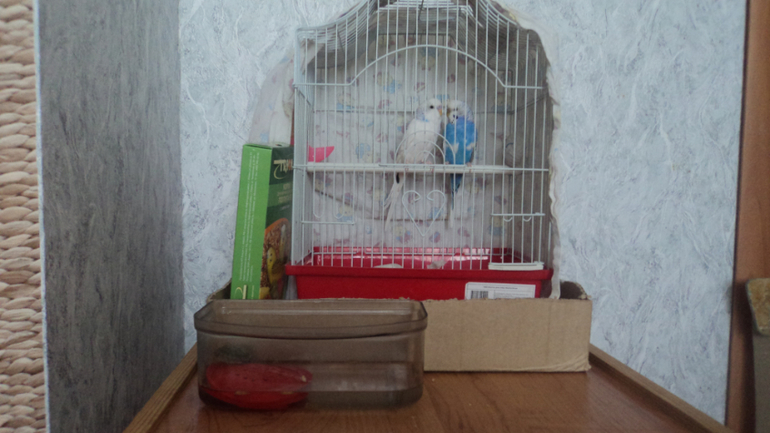 Новенький)