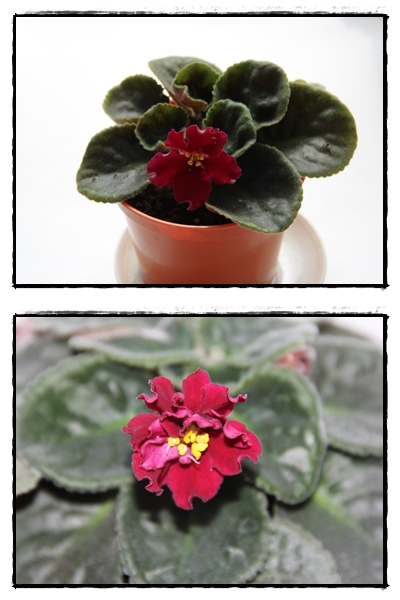 Весенее настроение