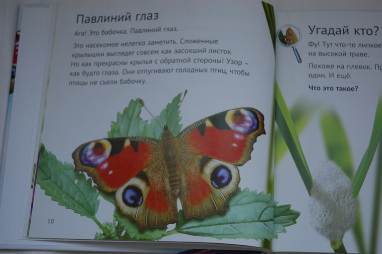 Зеленые страницы бабочки 2 класс. Книга зеленые страницы про бабочек. Зеленые страницы первые бабочки. Зелёные страницы 2 класс бабочки. Рассказ первые бабочки.