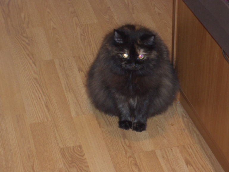 Наш домашний зоопарк (редактируется)