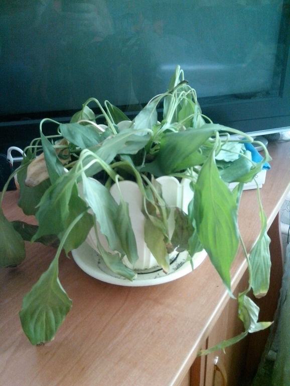 спатифилум