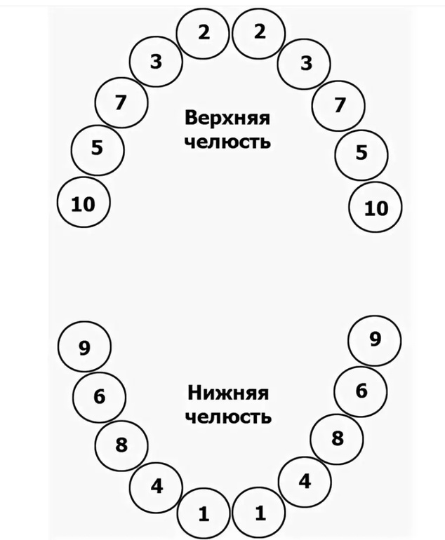 Молочные зубы у детей схема. Схема прорезывания молочных зубов. Схема вылезания молочных зубов. Схема выхода молочных зубов у детей.