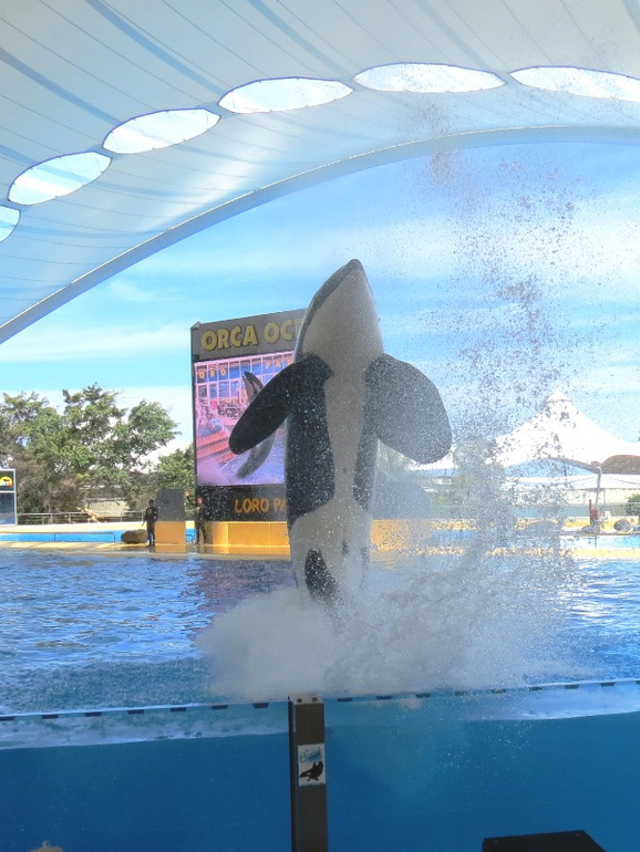Loro Parque Tenerife (Лоро-парк Тенерифе)