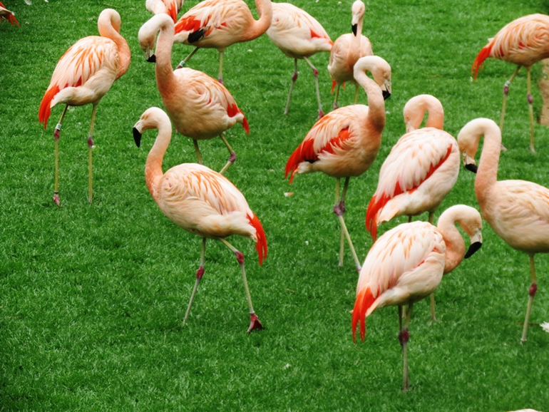 Loro Parque Tenerife (Лоро-парк Тенерифе)