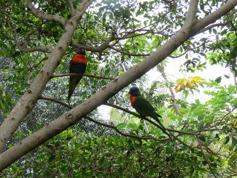 Loro Parque Tenerife (Лоро-парк Тенерифе)