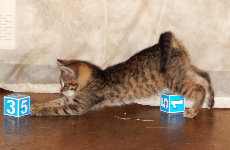 Вот такая у нас идилия