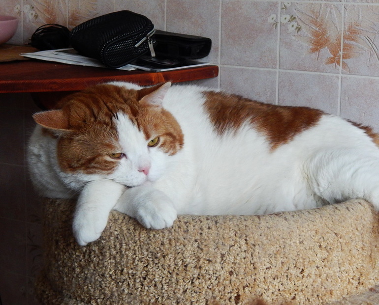 Вот такая у нас идиллия :)