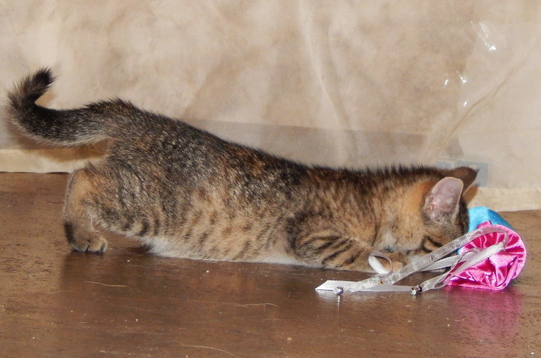 Вот такая у нас идилия