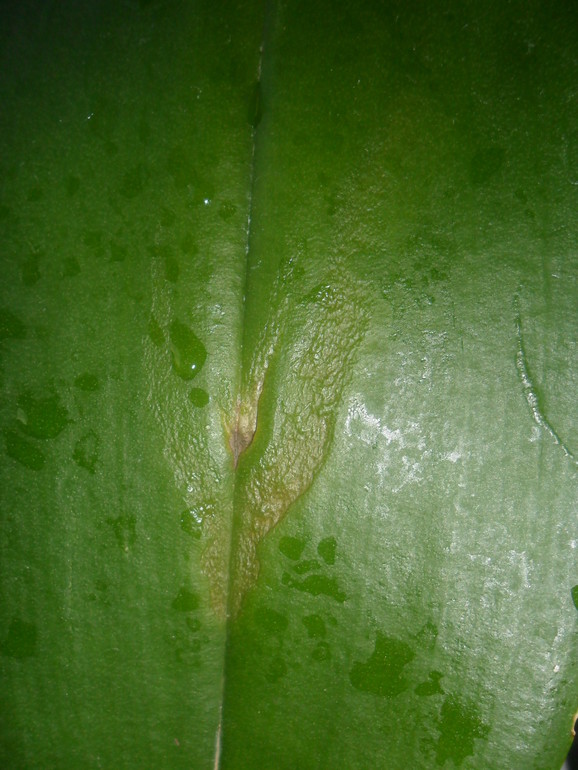 Продолжении следует ........ Начали расти пятна на фаленопсисе