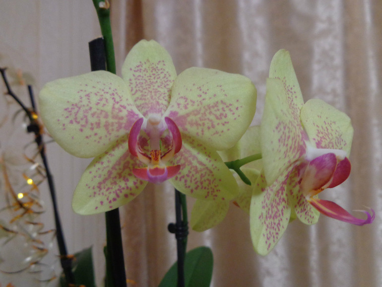 Моя очередная красотка))))))