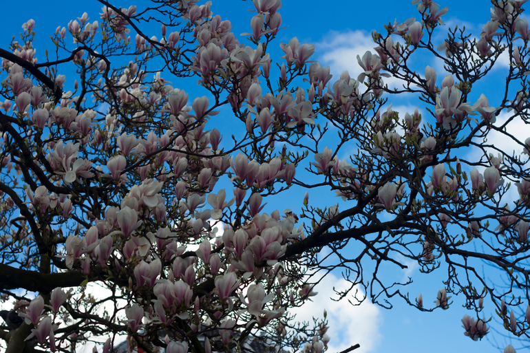 Путешествие по Европе. Часть 1 - Амстердам