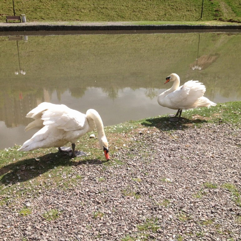 3 мая. Мини зоопарк Золотые ключи