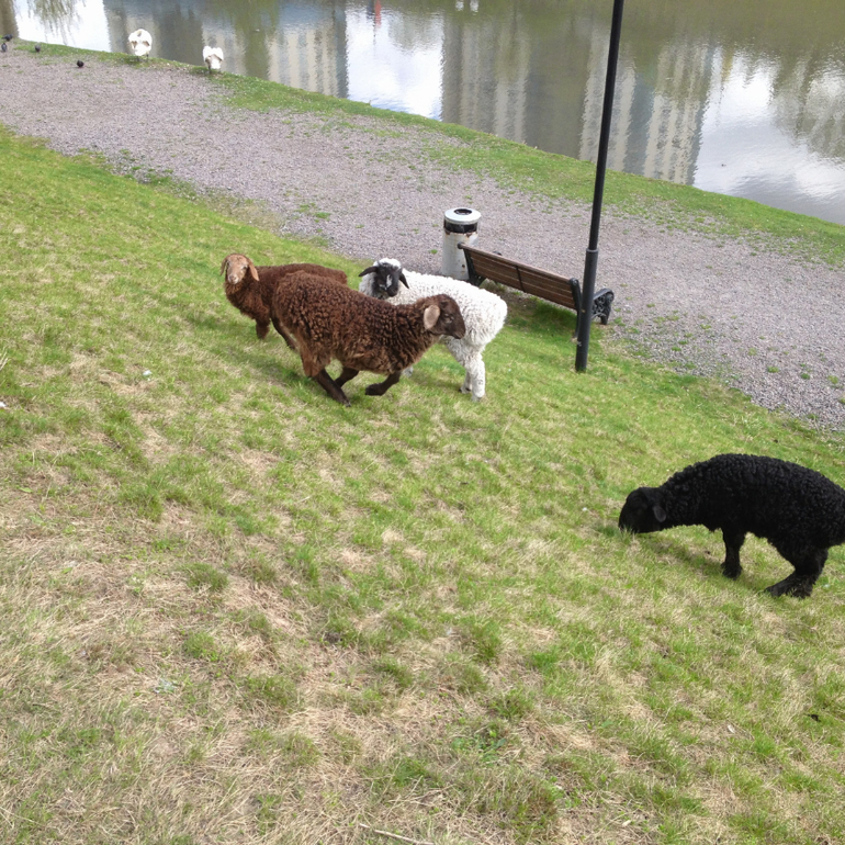 3 мая. Мини зоопарк Золотые ключи