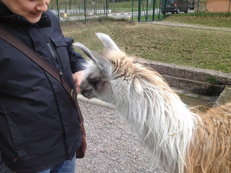 3 мая. Мини зоопарк Золотые ключи