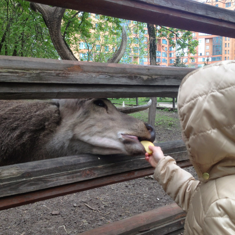 3 мая. Мини зоопарк  Золотые ключи