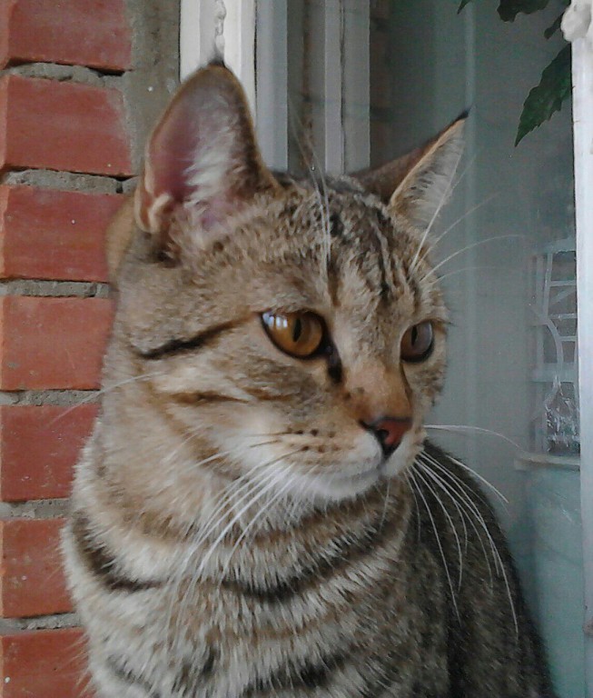 пост для любителей кошек