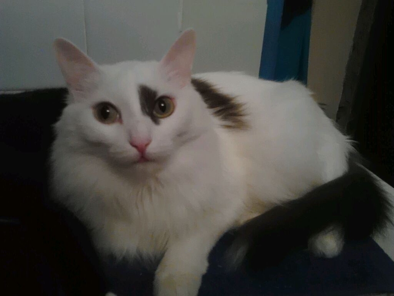 пост для любителей кошек