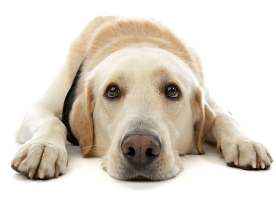 Инфекционный трахеобронхит