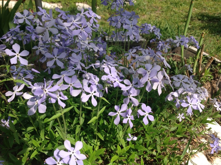 Еще мои цветочки...