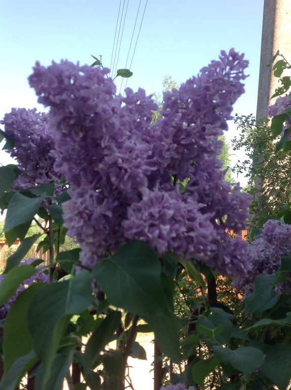 Еще мои цветочки...