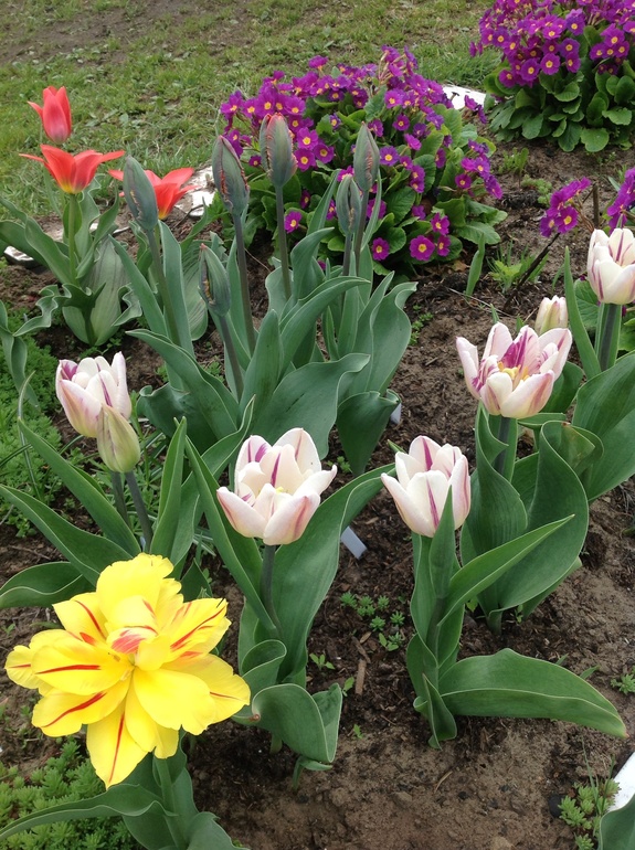 Хвалюсь тем, что выросло...