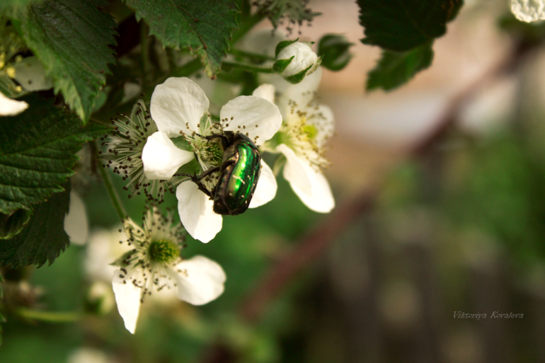 Чуть-чуть макро