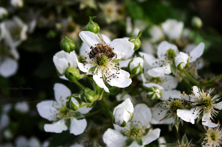 Чуть-чуть макро