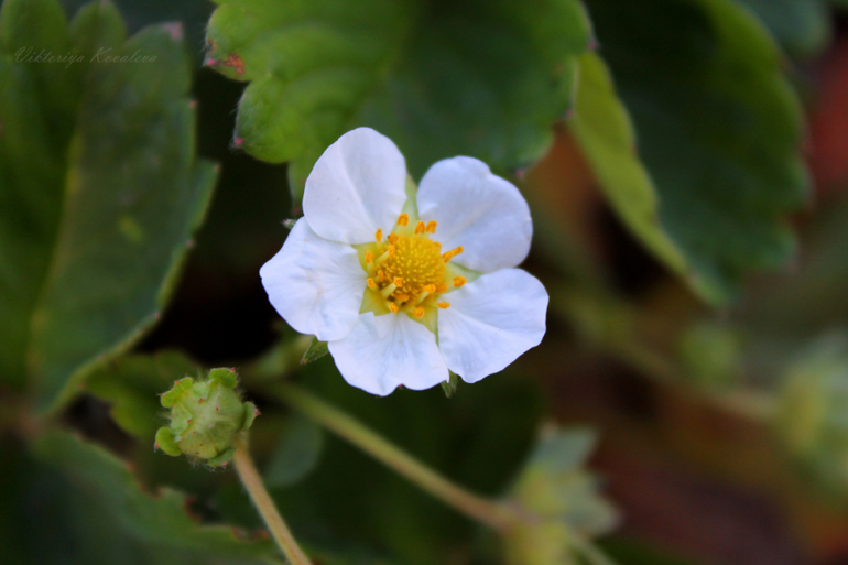 Покритикуйте,пожалуйста