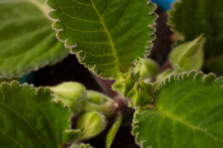 Глоксиния...