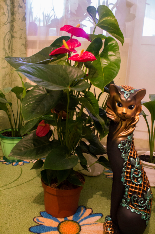 Большоооой цветопост!!!