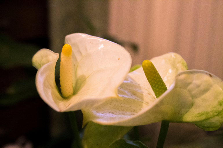 Большоооой цветопост!!!