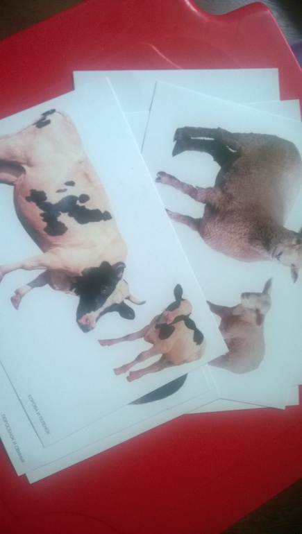 Тематическая неделя Домашние животные день 1