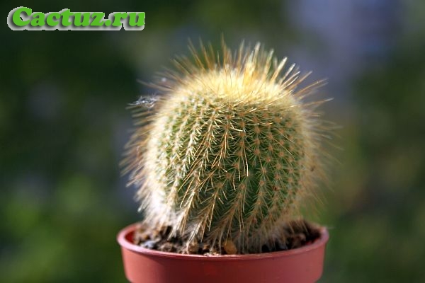 Как правильно пересадить маленький кактус?