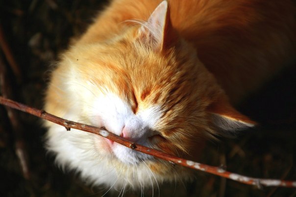 Март - коты прилетели