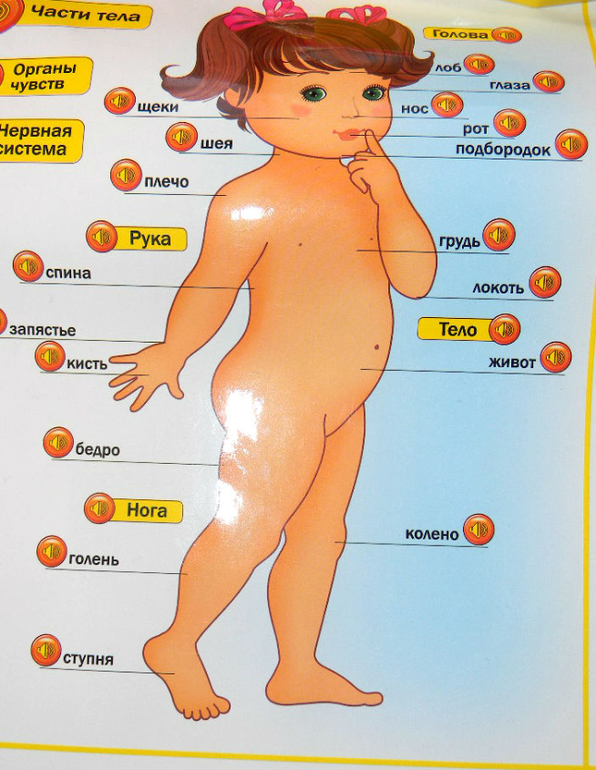 Картинка мальчика и девочки анатомия