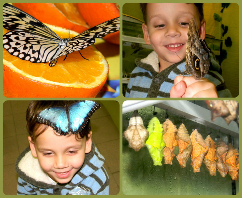 Выставка бабочек в минске. Выставка бабочек в уфе 2023. Выставка планета живых бабочек сыктывкар. Выставка бабочек пенза. Выставка живых бабочек в иванове.