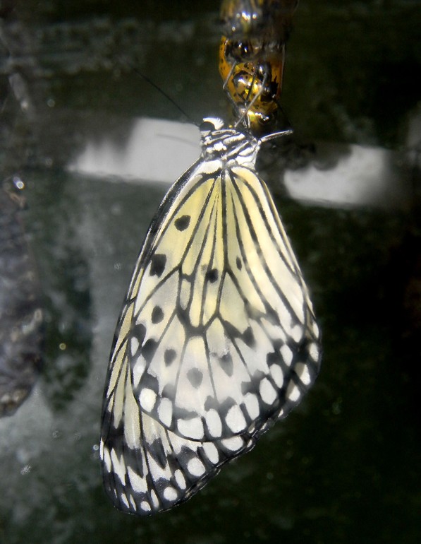 Выставка бабочек