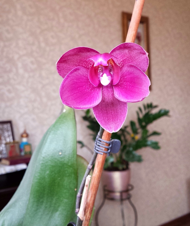 Подарочек от орхидеи