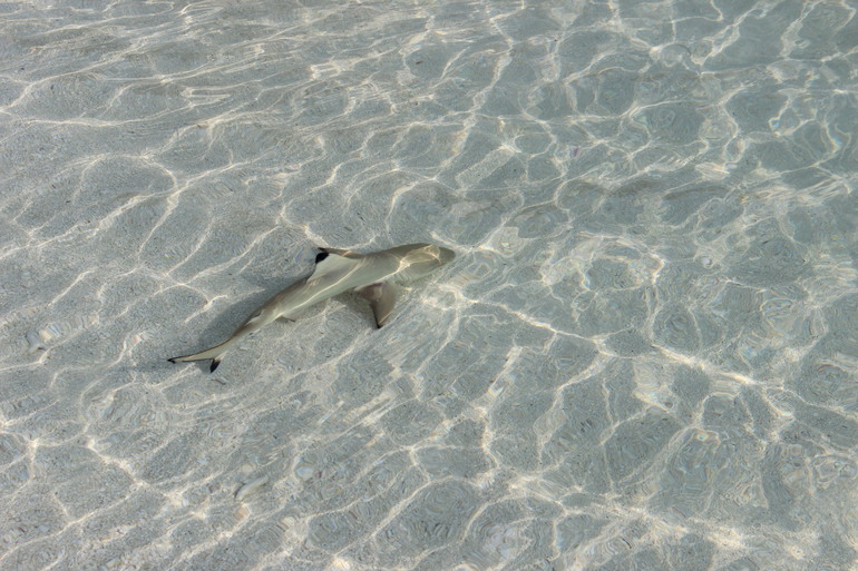 Мальдивы - полный релакс