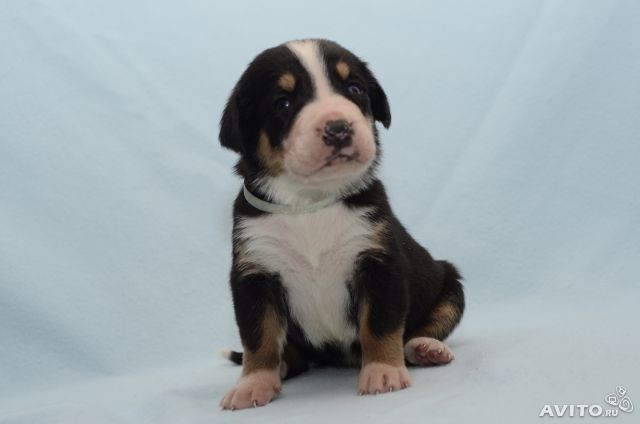 Щенки Большого Швейцарского Зенненхунда