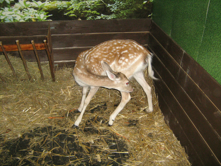 Контактный зоопарк на ВДНХ