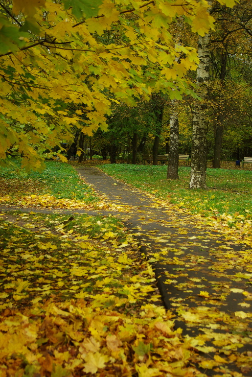 Золотая осень)
