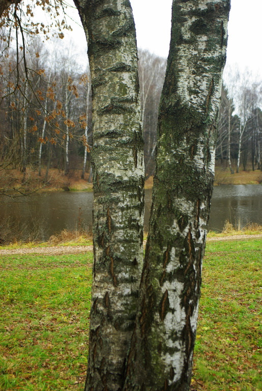 Захарово 31.10.13 ..природа засыпает..