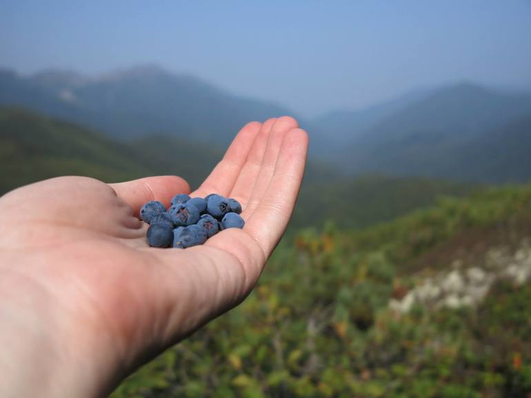 Камчатка - любовь моя. Осторожно, куча фото)