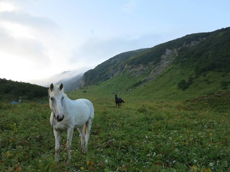 Камчатка - любовь моя. Осторожно, куча фото)