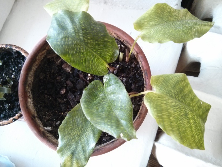 Кто такой?))