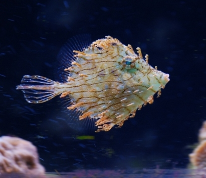 Океанариум(г.Киев)